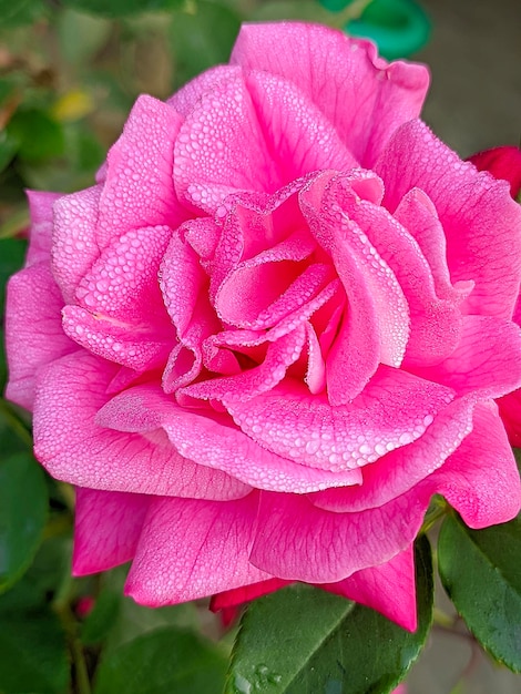 Una rosa rosa con gotas de agua sobre ella