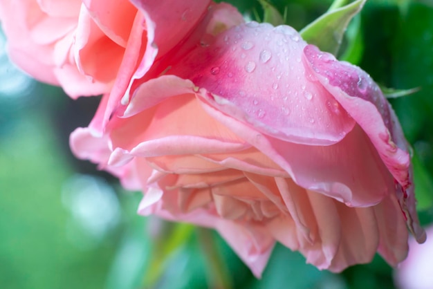 Rosa rosa con gotas de lluvia en un arbusto de cerca