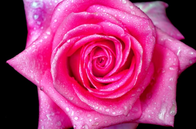 Foto una rosa rosa con gotas de lluvia sobre ella