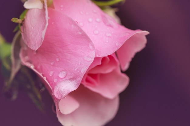 Rosa rosa, hermosa naturaleza