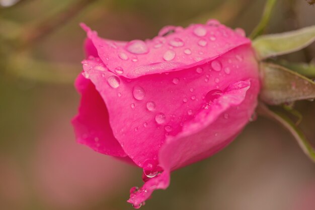 Foto rosa rosa, hermosa naturaleza