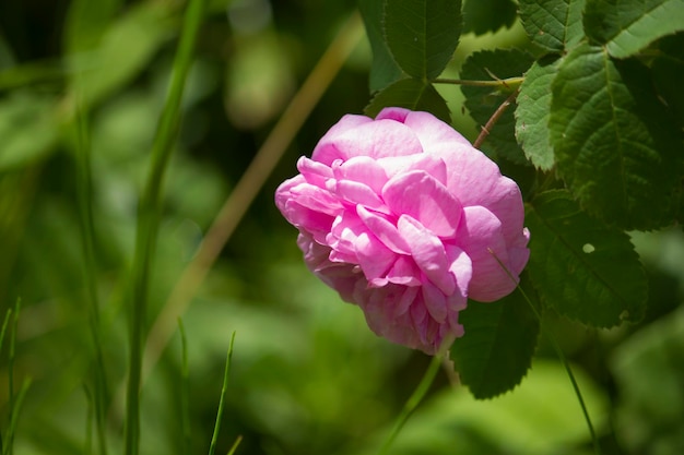 Rosa rosa en hierba verde