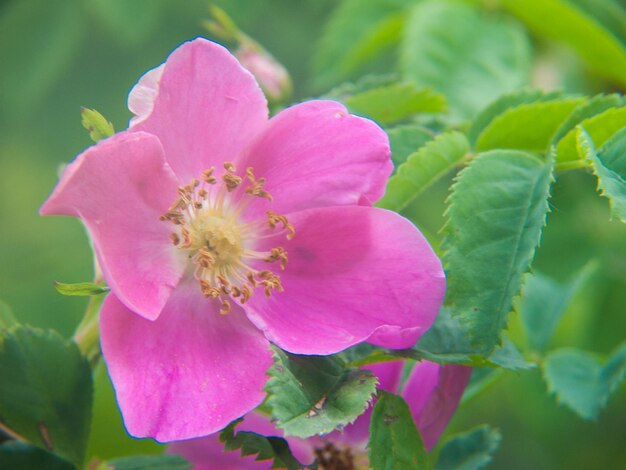 Una rosa rosa en la hierba