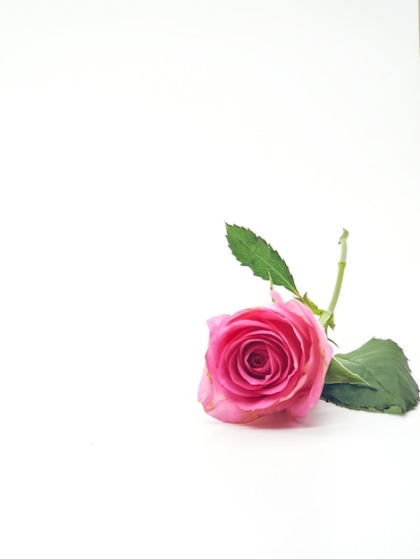 Foto una rosa rosa con una hoja verde