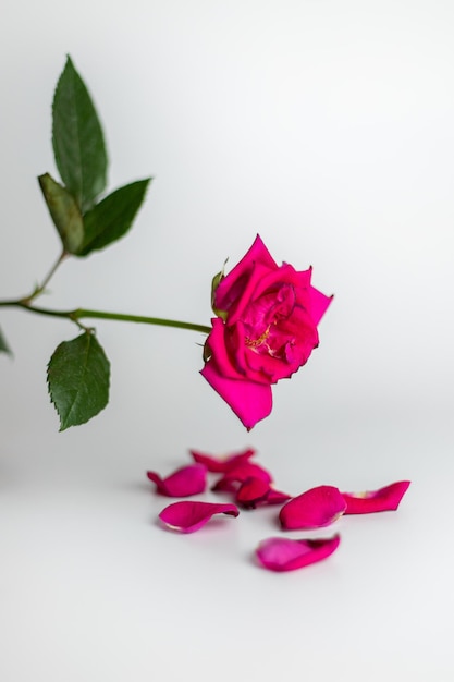 Rosa rosa con hojas caídas sobre un fondo blanco.