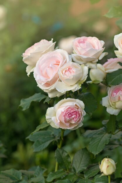 Rosa rosa con hojas verdes en invernadero Eden roze flor