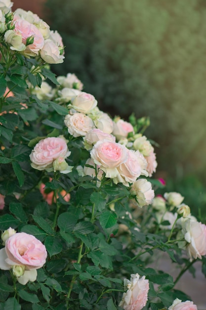 Rosa rosa con hojas verdes en invernadero Eden roze flor