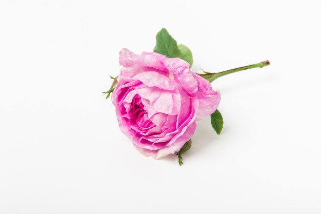 Rosa rosa con hojas verdes y tallo sobre fondo blanco Espacio de copia de una sola flor