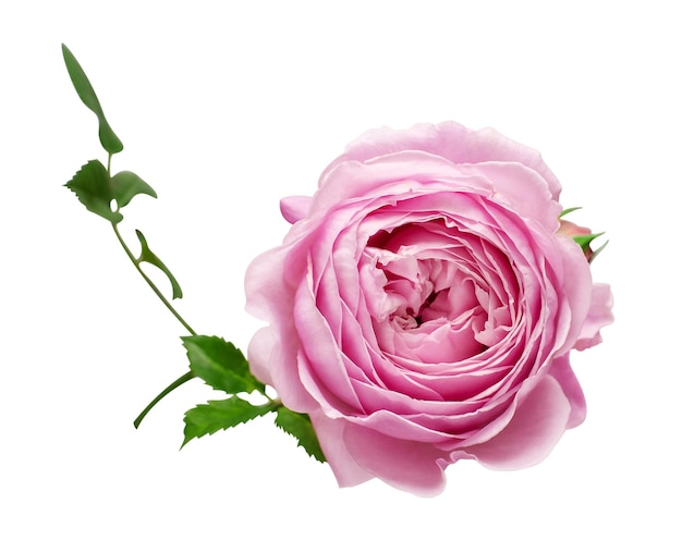 Rosa rosa inglesa de David Austin aislada sobre fondo blanco Macro flor Invitación de boda novia Saludo Verano Primavera Vista plana superior Amor Día de San Valentín