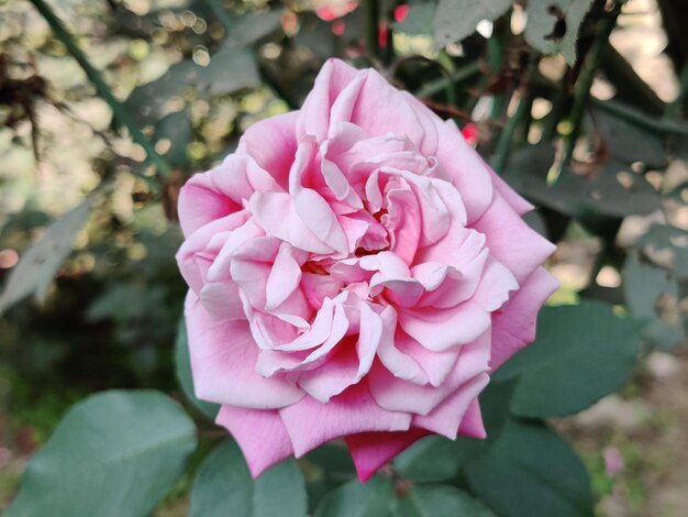 Rosa rosa isolada em fundo verde