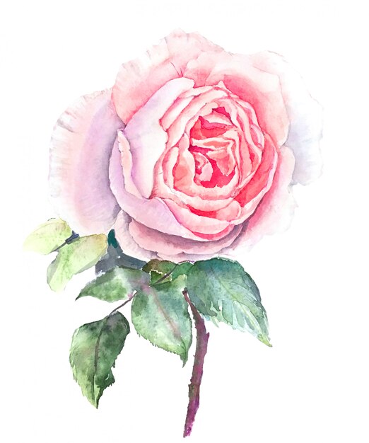 Foto rosa rosa isolado ilustração aquarela