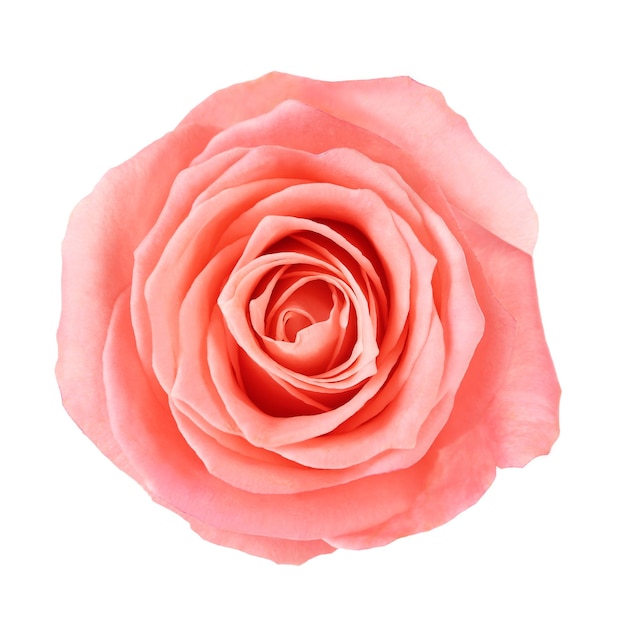 Rosa rosa isolado no branco