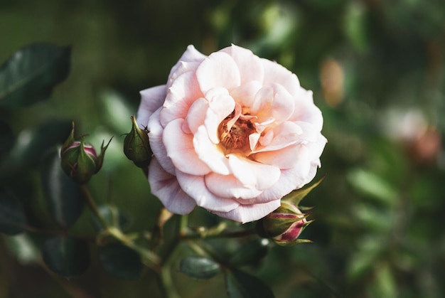 Rosa rosa en el jardín de otoño Absent Friends floribunda rose de Dickson Irlanda