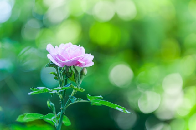 Rosa rosa En un jardín que está cerca.