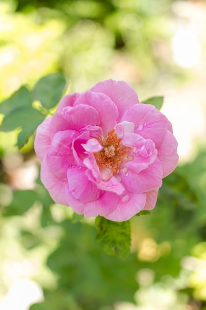 Rosa rosa En un jardín que está cerca.
