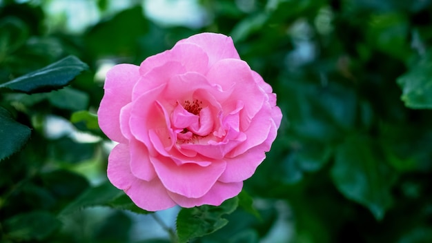 Rosa rosa en el jardín sobre un fondo oscuro