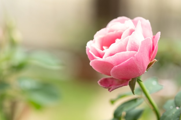 Rosa rosa en el jardín verde. Para el dia de san valentin.