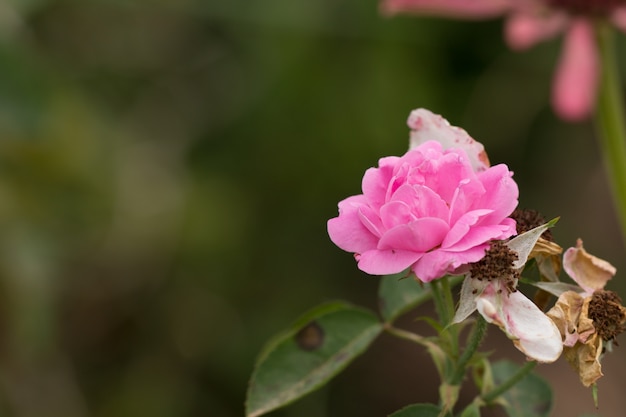 Foto rosa rosa en un jardín