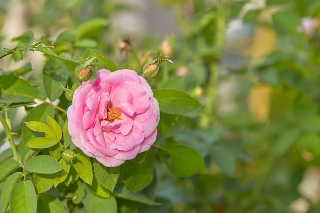 Rosa rosa en el jardin