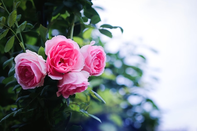 Rosa rosa en el jardín