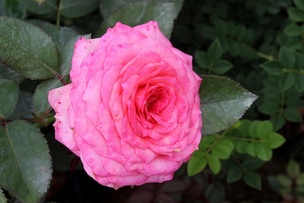 Rosa rosa en el jardín