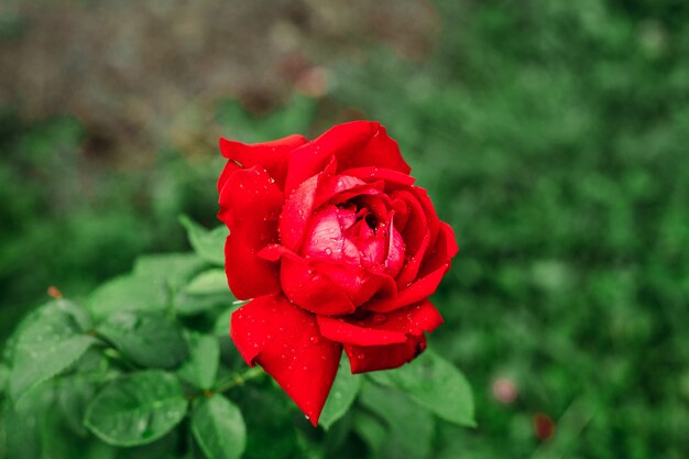 Rosa rosa en el jardin