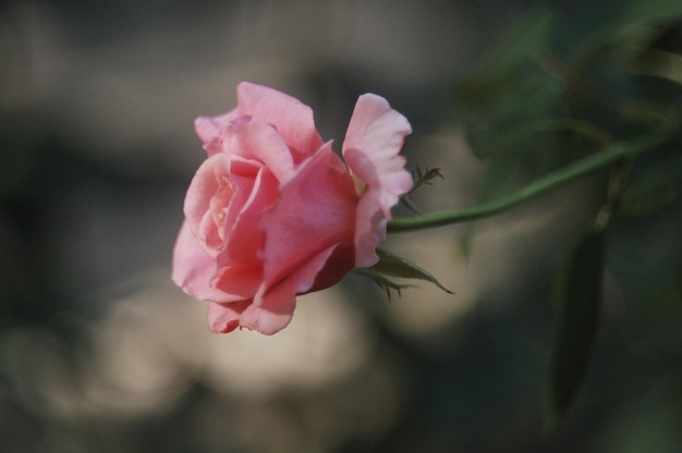 Rosa rosa en el jardín