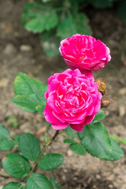 Rosa rosa en el jardín