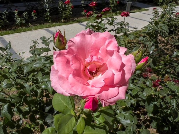 Una rosa rosa en el jardín.