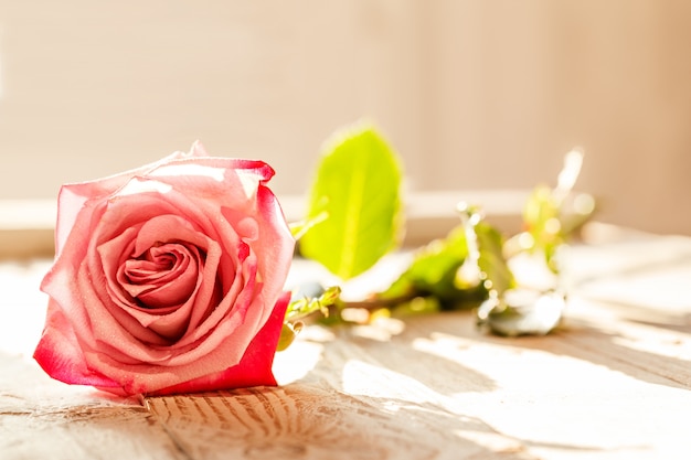 Una rosa rosa con luz solar sobre mesa.