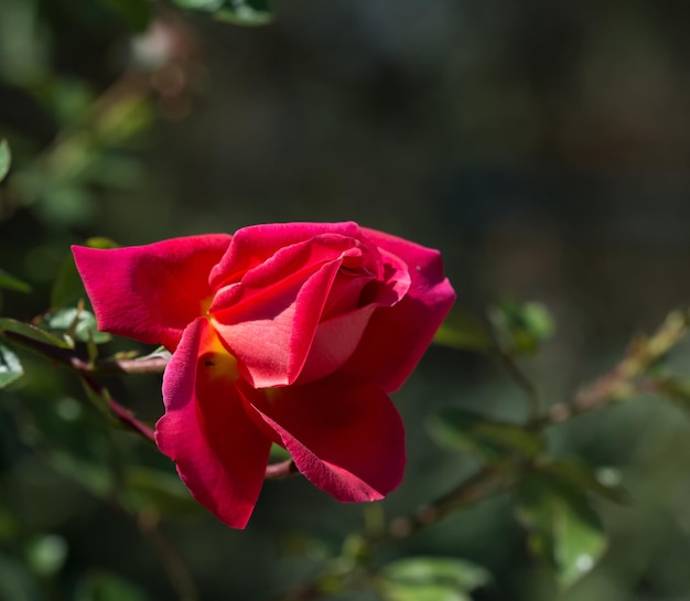 Rosa rosa mosqueta el género y la forma cultural de las plantas de la familia de las rosas arbustos de hasta 2 metros de altura