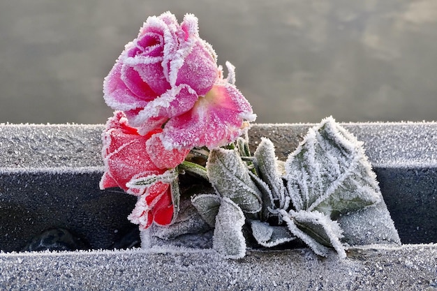 rosa rosa con nieve blanca día de san valentín hermoso fondo.