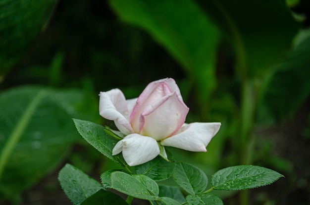 Rosa rosa no jardim em um dia ensolarado de verão