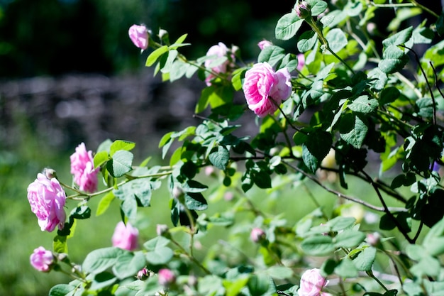 Foto rosa rosa no jardim em um dia ensolarado