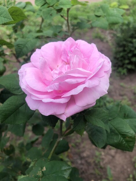 Una rosa rosa con la palabra rosa en ella