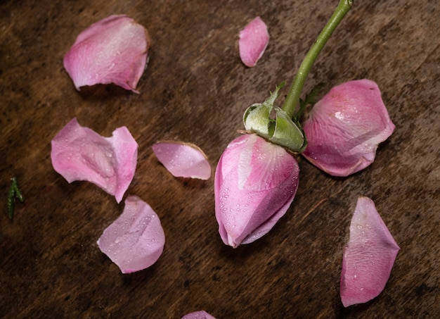 Rosa rosa y pétalos sobre un fondo de madera