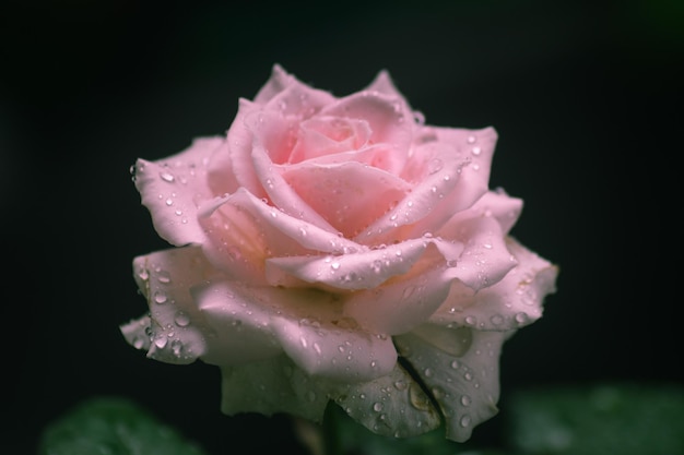 Rosa rosa que floresce e tem gotas de água em suas pétalas Fundo de flores