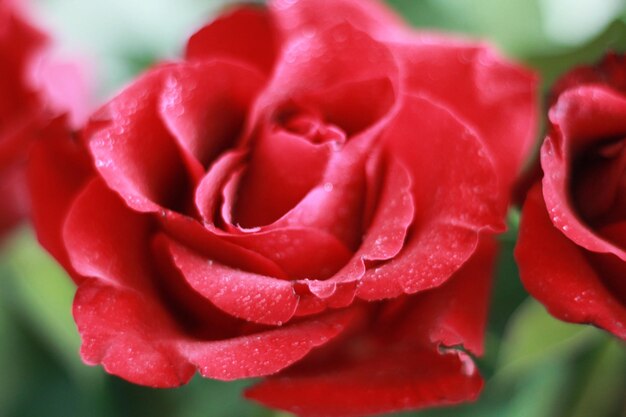 La rosa y la rosa roja romántica