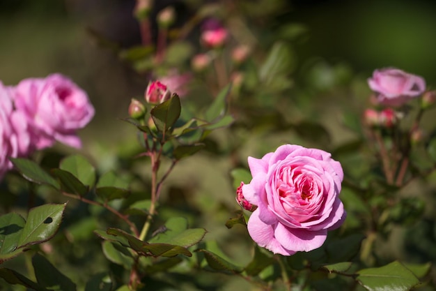 Rosa rosa Rosengrafin Marie Henriette en el jardín de verano día soleado