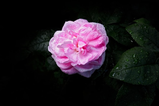 Una rosa rosa sale con gotas después de la lluvia