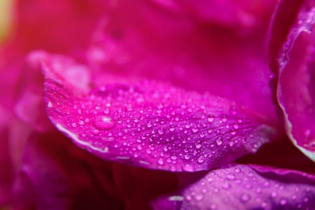 Foto rosa rosa salvaje hojas mojadas con gotas de agua