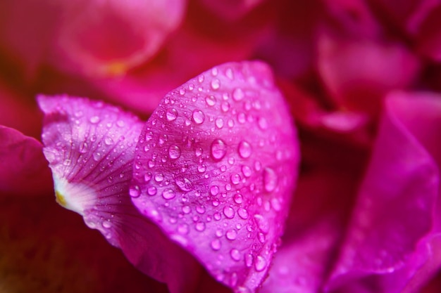 Rosa rosa salvaje hojas mojadas con gotas de agua