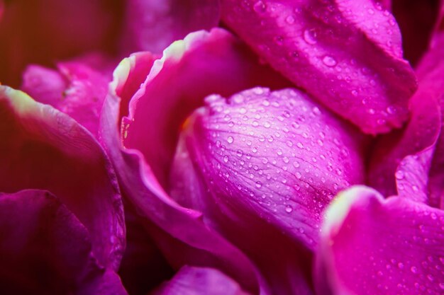 Rosa rosa salvaje hojas mojadas con gotas de agua