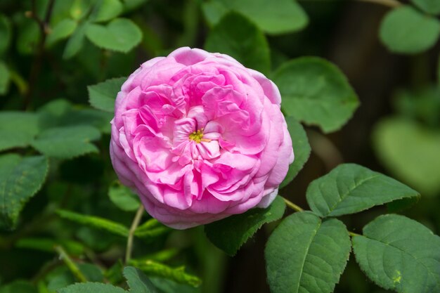 Rosa rosa sobre un arbusto en el jardín