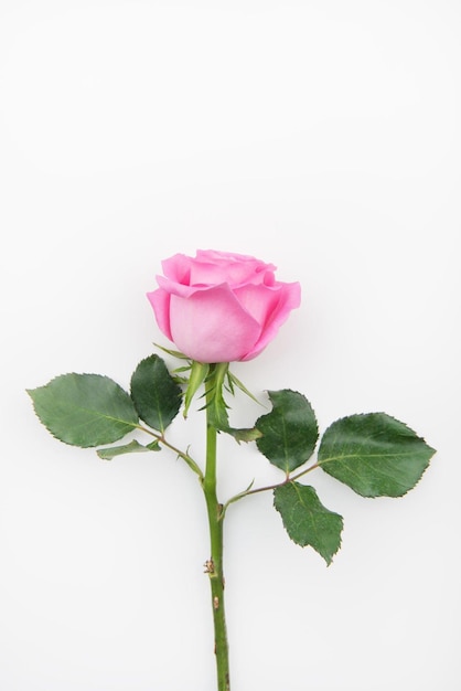 Foto una rosa rosa sobre un fondo blanco.