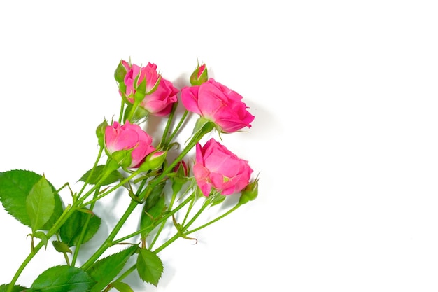 Rosa rosa sobre um fundo branco Conceito de férias de flores Vista de cima