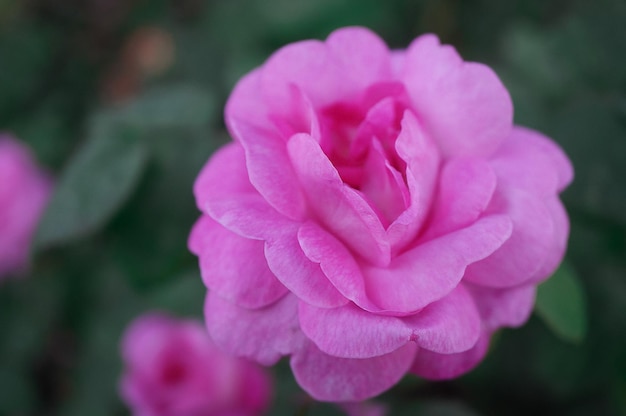 Rosa rosa de té sobre un fondo de hojas verdes Primer plano