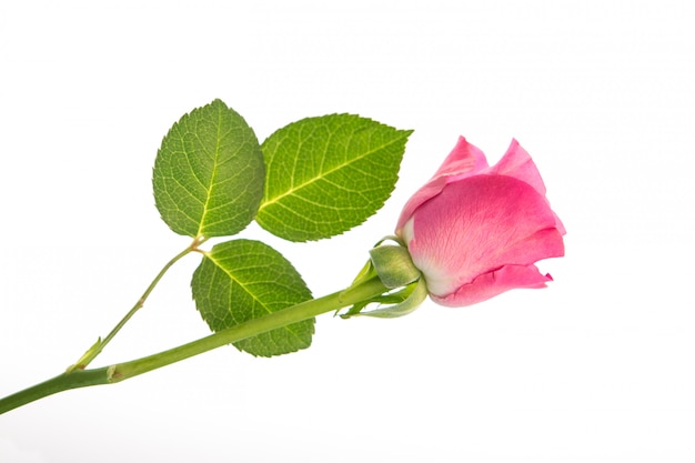 Rosa rosa con tres hojas