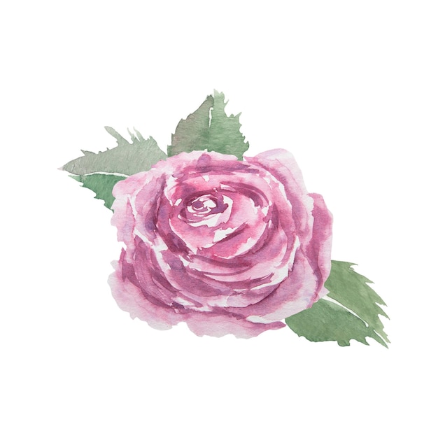 Rosa rosa vintage desenhada à mão em aquarela com folhas verdes isoladas em fundo branco