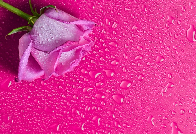 Rosa rosa yema sobre una superficie de color rosa en gotas de agua. Vista superior.
